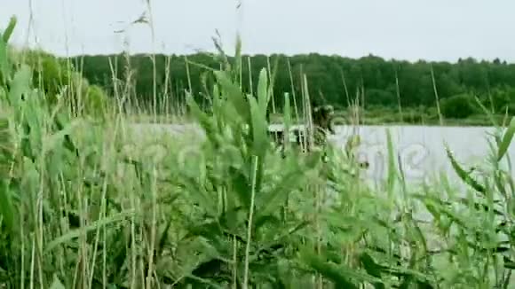 夏天钓鱼渔民在河上捕鱼背景鱼的绿色草地视频的预览图