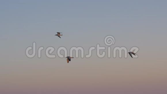 傍晚海鸥在天空中飞翔视频的预览图