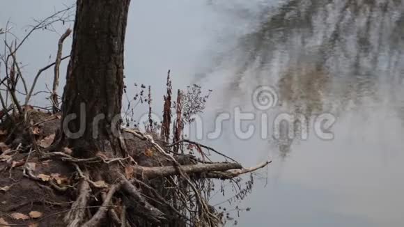 秋天的森林河流平静和平静视频的预览图