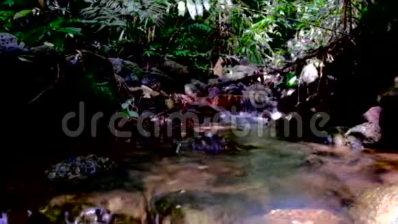 在森林里的河流中水流视频的预览图