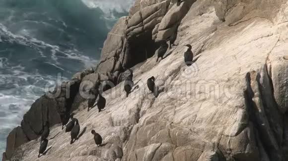 美国加利福尼亚州西海岸岩石处的鸟类视频的预览图