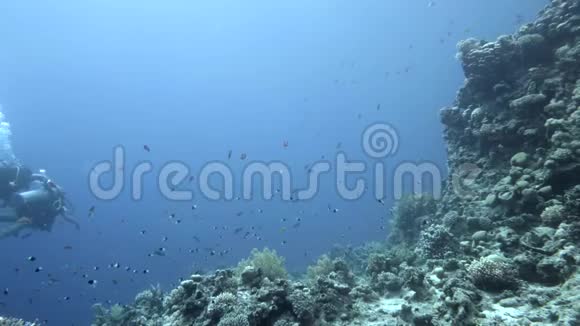 潜水员在红海的海床附近游泳埃及视频的预览图