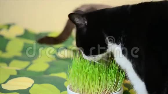 成熟的猫吃草视频的预览图