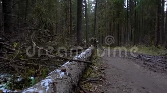 在森林里射杀倒下的松树视频的预览图
