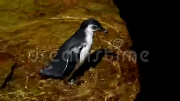 南美洪堡企鹅斯芬尼斯库斯洪堡也叫帕特兰卡跳入水中游泳和潜水视频的预览图