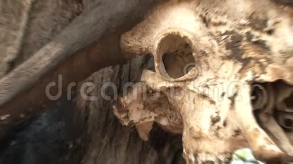 非洲水牛头骨钉在树上视频的预览图