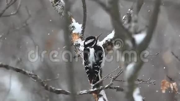 安大略省阿尔贡金雪景中的毛茸茸的啄木鸟视频的预览图