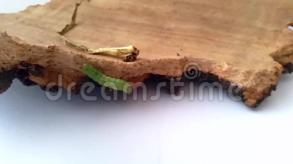 一只绿毛虫爬在树皮上走过去视频的预览图