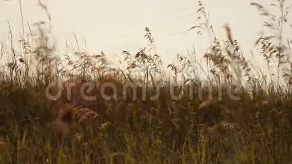夕阳下草在风中摇曳视频的预览图