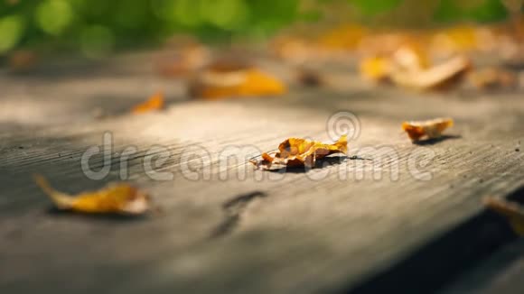 一张旧木桌上黄色的干叶黄叶在绿树的背景下视频的预览图
