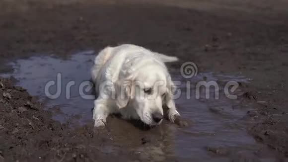 有趣的视频一只漂亮的纯种狗高兴地躺在泥泞的水坑里视频的预览图