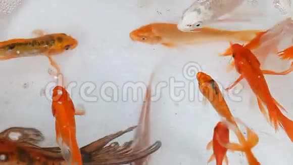 香港的鱼市装饰金鱼视频的预览图