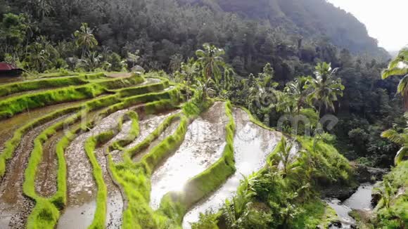 巴厘岛水稻梯田的空中景观美丽的山和阳光背景镜头耀斑效果慢慢慢慢视频的预览图