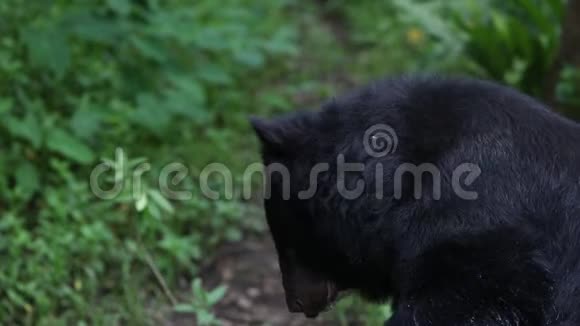 一天炎热的夏天成年福沙黑熊坐在森林的岩石上视频的预览图