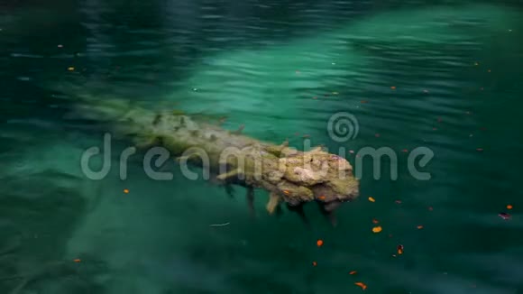 克罗地亚普利特维国家公园湖泊和秋季森林中的清水视频的预览图