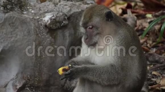 猴子在泰国野生海滩吃香蕉视频的预览图