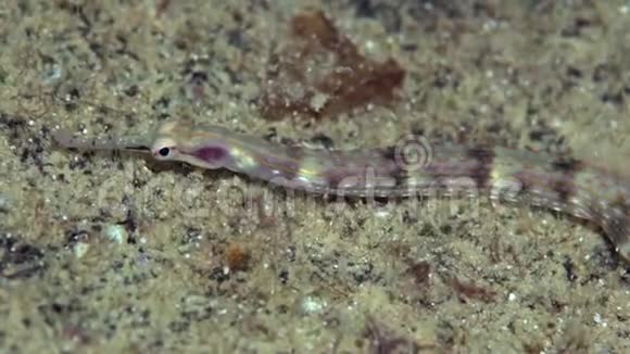 苏丹红海珊瑚夜潜于岛上的鱼视频的预览图