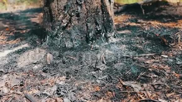 在森林里开火在松树下抽烟森林火灾问题视频的预览图