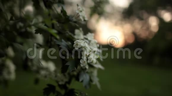 灌木白色开花樱桃视频的预览图