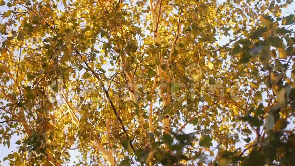 秋日阳光明媚的傍晚桦树在日落时特写视频的预览图