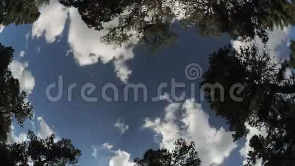 广角云通过树梢时间推移视频的预览图