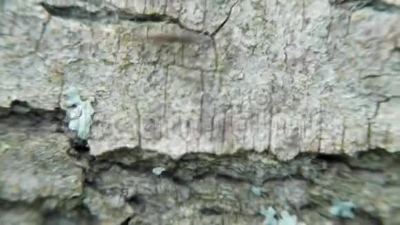 木头背景上红色蚂蚁的宏射剪辑一群红蚂蚁正在木材上寻找食物会活下去的视频的预览图