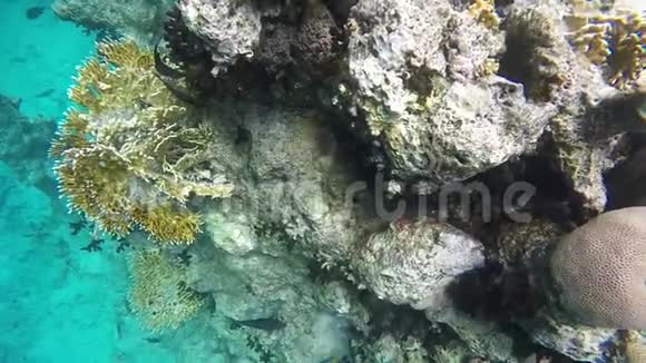 在埃及附近的红海潜水绚丽多彩的珊瑚礁视频的预览图