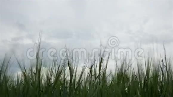 小黑麦的穗状花序田野和天空视频的预览图
