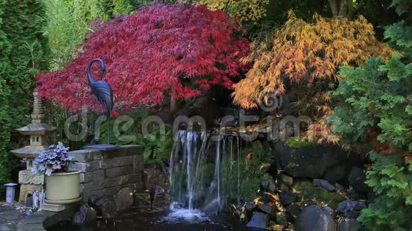 花彩枫树漫水视频在花园秋季高清视频的预览图