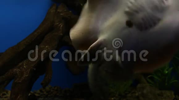 热带水族馆的淡水黄貂鱼视频的预览图