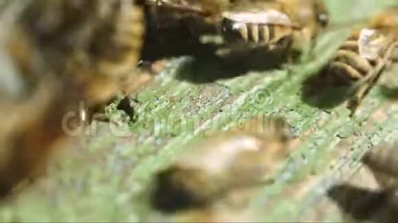 蜜蜂靠近蜂巢特写视频的预览图