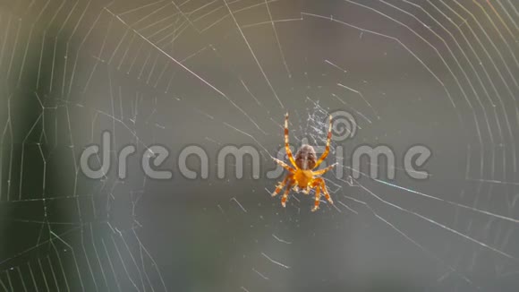 蜘蛛做一个网络关闭视频的预览图