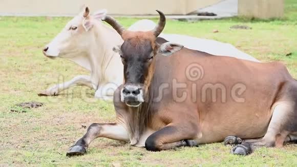 棕牛在草地草地上放松有一群牛的背景动物和哺乳动物农业和自然野生动物的概念视频的预览图