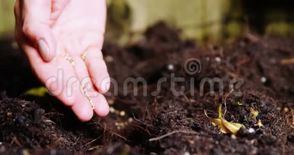 人在土壤中种植树苗视频的预览图