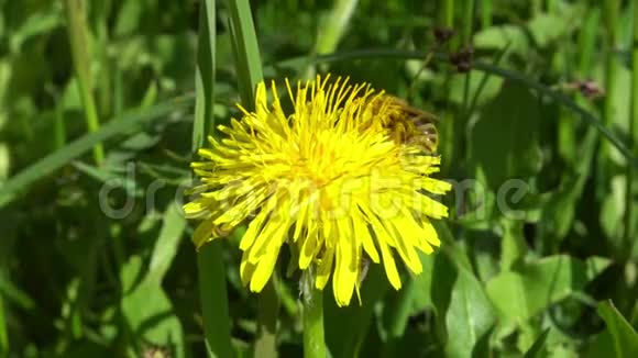 收集蒲公英花花粉的蜜蜂视频的预览图