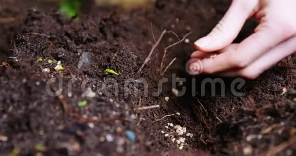 人在土壤中种植树苗视频的预览图