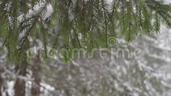 冬冷杉枝树积雪覆盖雪花飘落视频的预览图