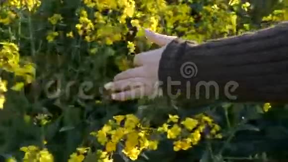 女的手抚摸着阳光明媚的油菜籽油菜花田庄稼慢动作4k视频的预览图