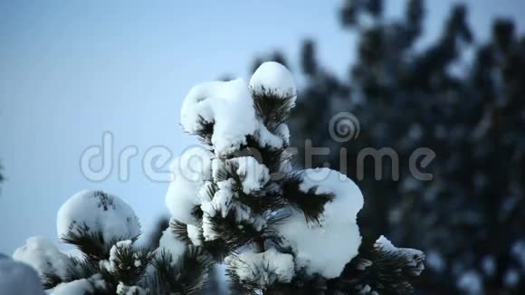 冬季积雪覆盖树顶视频的预览图