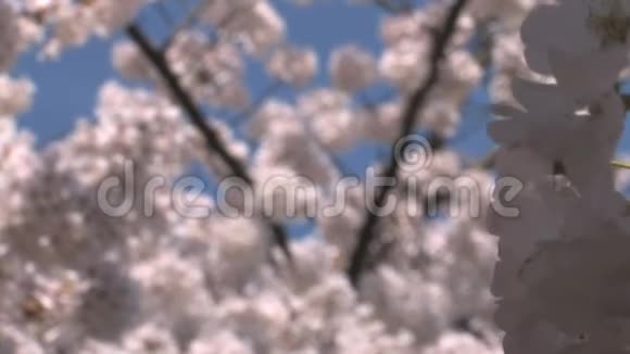 樱花上近聚焦移视频的预览图