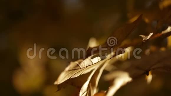 太阳照耀着树枝上金色的叶子视频的预览图