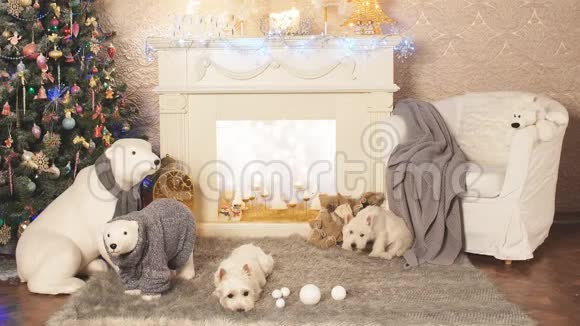 西高地白色猎犬等待圣诞节视频的预览图