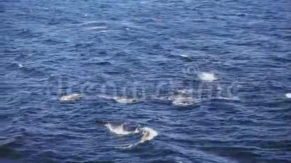从公海上跳跃海豚的船上鸟瞰视频的预览图
