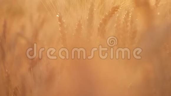 日落的时候田野上有金色的麦穗合上成熟的麦穗美丽的背景成熟的金色耳朵视频的预览图