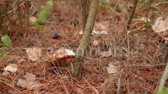 森林里的蘑菇秋林蘑菇采摘者采蘑菇视频的预览图