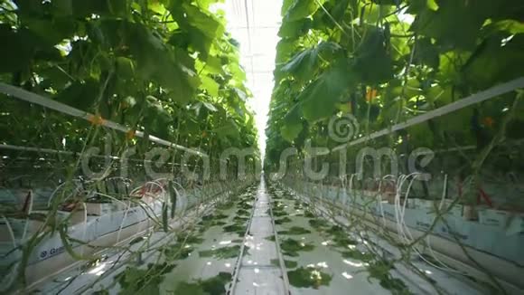 工业蔬菜生产滴灌生态生产视频的预览图