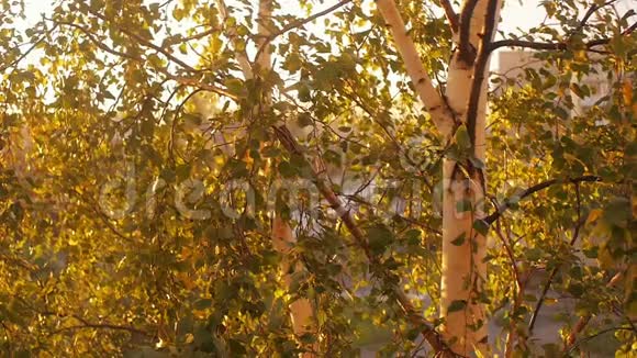 秋日阳光明媚的傍晚桦树在日落时特写视频的预览图