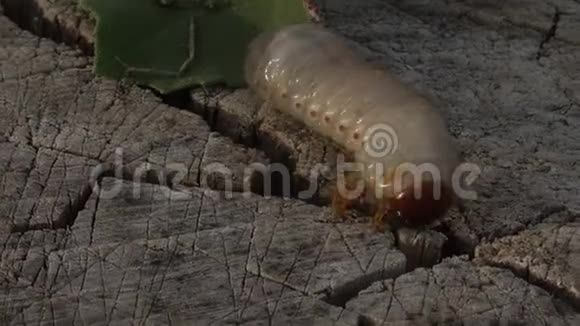 蟋蟀幼虫破坏根作物的寄生虫悄悄地带走鼹鼠蟋蟀视频的预览图