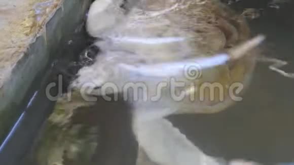 白化乌龟在水族馆游泳保留的大白海龟视频的预览图