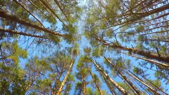 森林中旋转松树的高角度视角视频的预览图